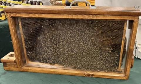 Observation Bee Hive