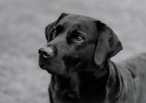 Black lab