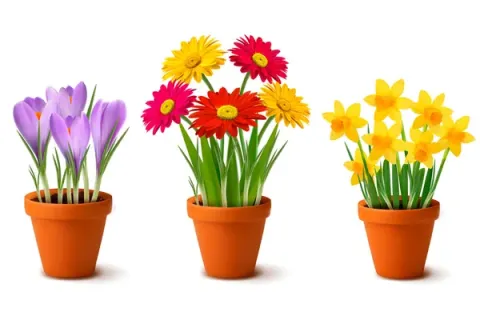 Flower Pots