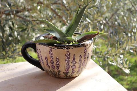 Teacup Succulent