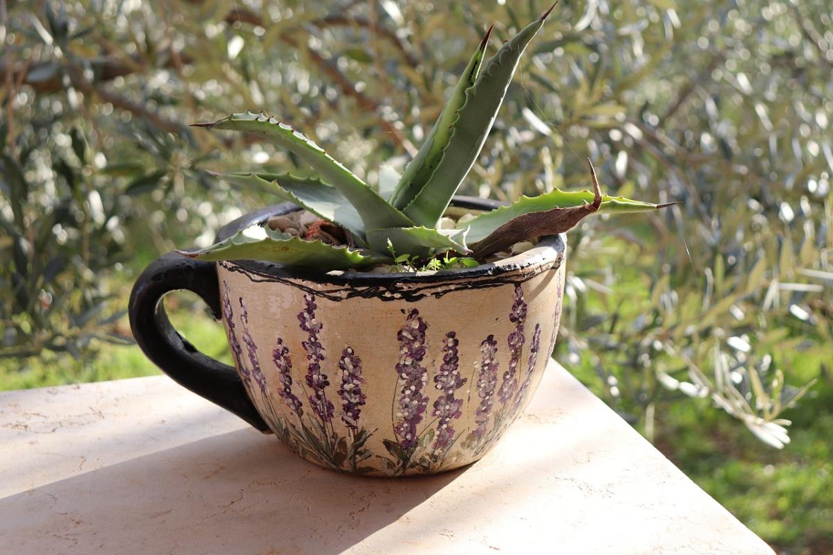 Teacup Succulent